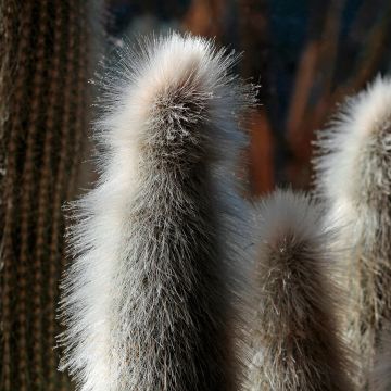 Austrocephalocereus dybowskii - Zuilcactus