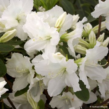 Rhododendron Repetita White - Azalea