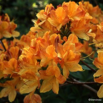 Azalée de Chine Hortulanus H Witte - Azalea mollis