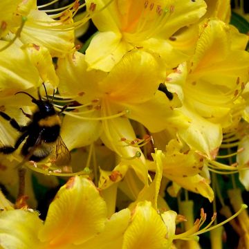 Rhododendron Lingot d'Or - Azalea mollis