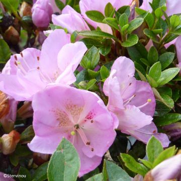 Rhododendron hybride Blue Moon - Japanse azalea