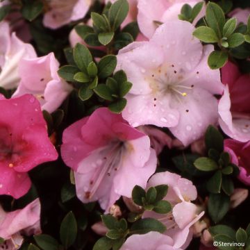 Azalée du Japon Haru No Sono - Rhododendron hybride
