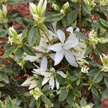 Azalée du Japon Koromo shikibu White - Rhododendron hybride