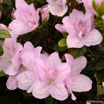 Azalée du Japon Rêve de Lilas - Rhododendron hybride