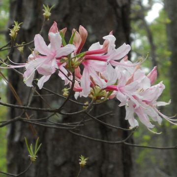 Rhododendron canescens - Azalea