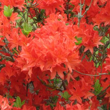 Rhododendron mollis Koster's Brilliant Rood - Azalea mollis