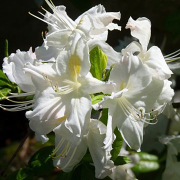 Rhododendron Oxydol - Azalea mollis