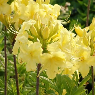 Rhododendron occidentale Anneke - Azalea mollis