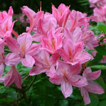 Rhododendron viscosum Rosata - Azalea mollis