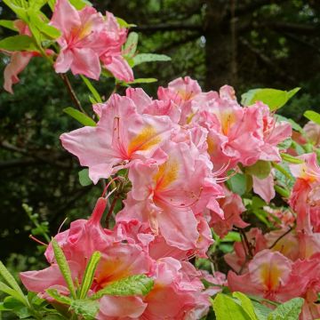 Rhododendron mollis Cecile - Bladverliezende Azalea