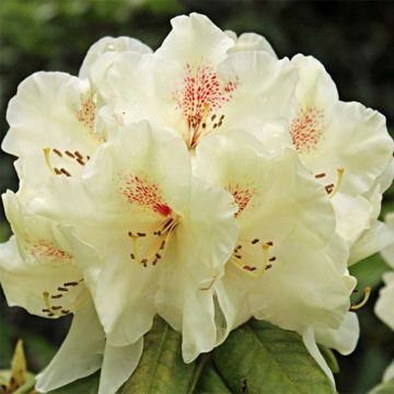 Rhododendron mollis Harvest Moon - Azalea mollis