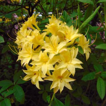 Rhododendron luteum Narcissiflora - Azalea mollis