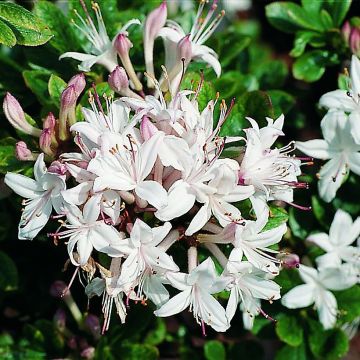 Rhododendron viscosum Sommerduft - Azalea mollis
