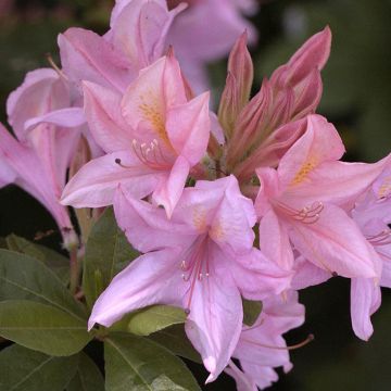 Rhododendron Soir de Paris - Azalea mollis