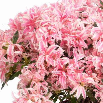 Rhododendron obtusum Pink Spider - Japanse azalea