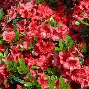 Rhododendron japonica Girard's Scarlet - Japanse azalea