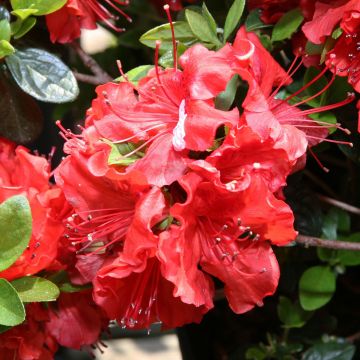 Rhododendron japonica Girard's Hot Shot - Japanse azalea