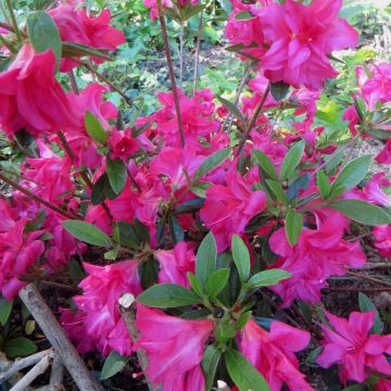 Rhododendron japonica Rosa King - Japanse azalea