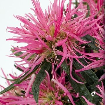 Rhododendron japonica Star Style Roze - Japanse azalea