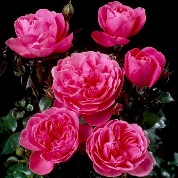 Rosa Berleburg - Trosroos