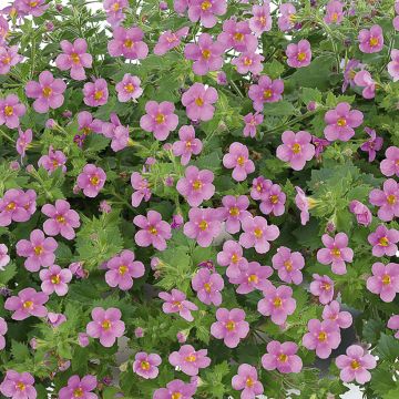 Bacopa Gulliver Compact Roze - Bacopa roze