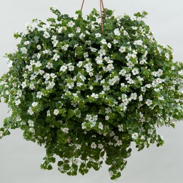 Bacopa Gulliver Dynamic White - Bacopa wit