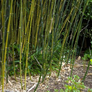 Phyllostachys bissetii - Reuzenbamboe