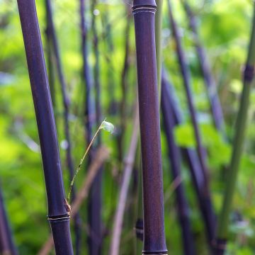 Phyllostachys nigra - Zwarte bamboe