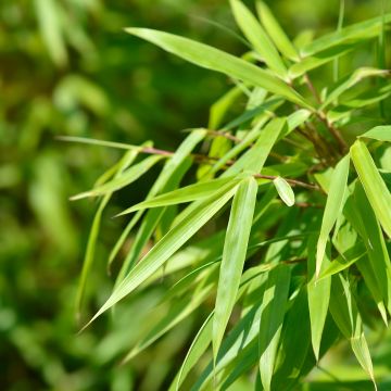 Fargesia murielae Jumbo - Niet-woekerende bamboe