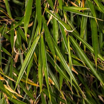 Fargesia rufa - Bamboe