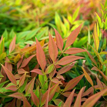 Nandina domestica Magical Sunrise - Hemelse bamboe