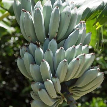 Banaan Ice Cream - Musa acuminata