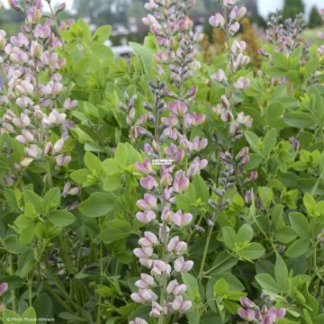 Baptisia Pink Truffles - Blauwe valse indigo
