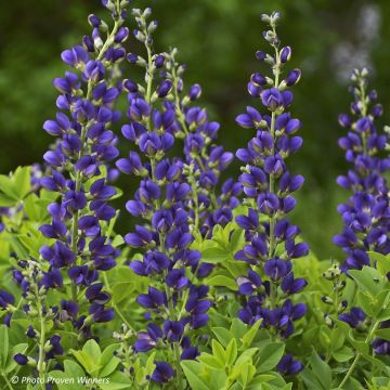 Baptisia Sparkling Sapphires - Blauwe valse indigo