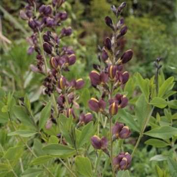 Baptisia Twilight Prairie Blues - Blauwe valse indigo