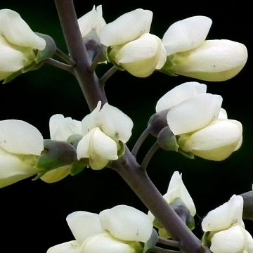 Baptisia alba var macrophylla - Valse indigo