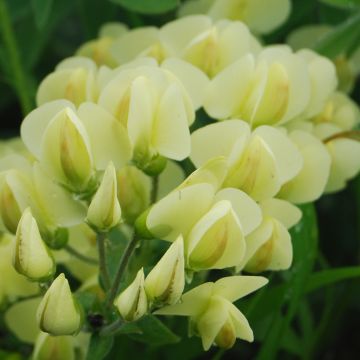 Baptisia bracteata - Valse indigo