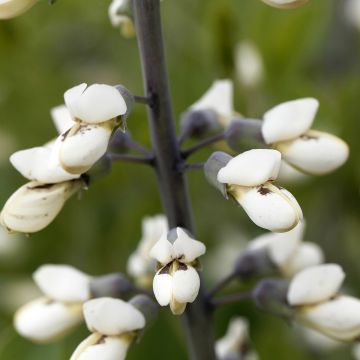 Baptisia pendula alba - Valse indigo