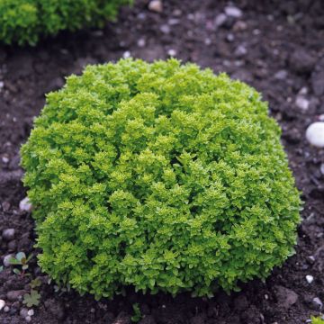 Dwergbasilicum Fijn groen (jonge planten)