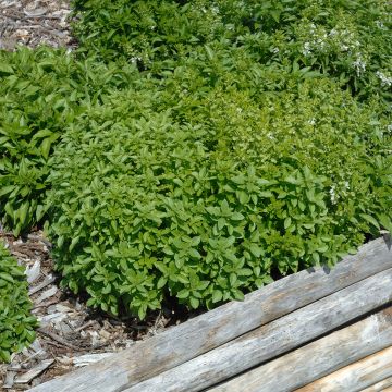 Dwergbasilicum Fijn groen