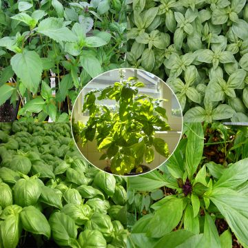 Basilicum 5 rassen mix