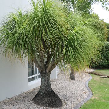 Beaucarnea recurvata - Olifantenpoot