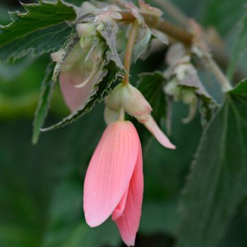 Begonia boliviensis San Francisco - Boliviaanse hangbegonia