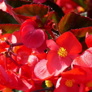 Begonia Big F1 Rood Brons Blad - Perkbegonia