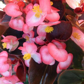 Begonia Big F1 Roze Brons Blad - Perkbegonia