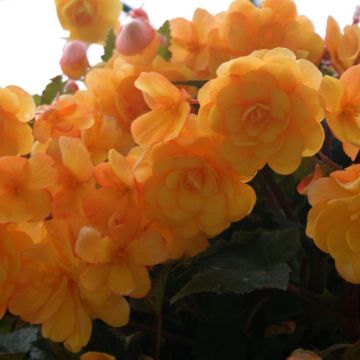 Begonia multiflora Bijou de Gand - Knolbegonia