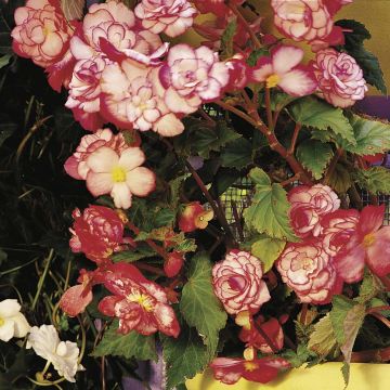 Begonia tuberhybrida Bouton de Rose - Knolbegonia