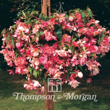 Begonia tuberhybrida pendula Chanson Roze and Wit Bicolor (zaad) - Knolhangbegonia