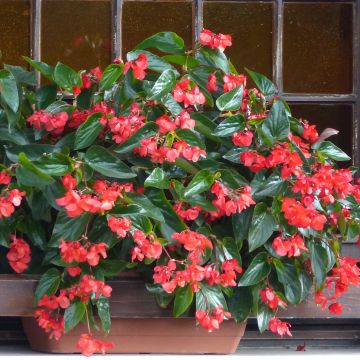 Begonia Dragon Wing Rood - Waterbegonia