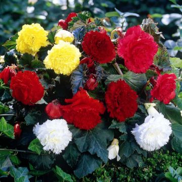 Begonia tuberhybrida Fimbriata Mix 6 Couleurs - Knolbegonia